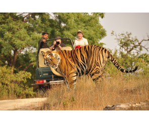 14 Days Tiger Safari Tour