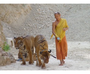 Tiger and Temple Tour India