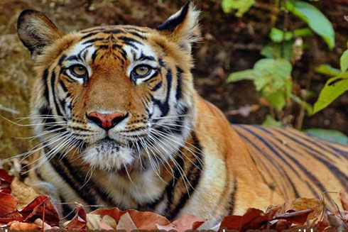 Tiger Safari Tours in India